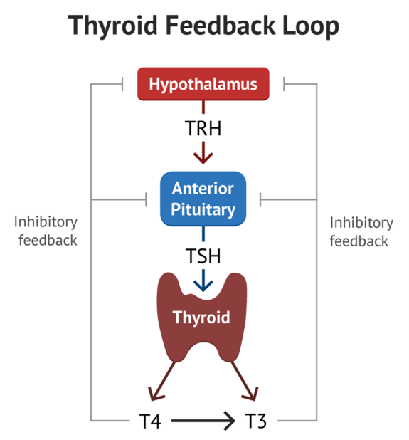 hypothyroidism-dr-fred-hui